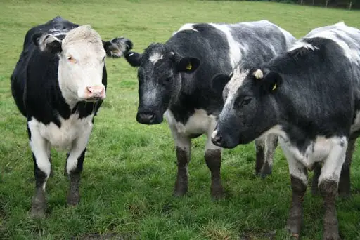 Foot and Mouth Disease in cattle