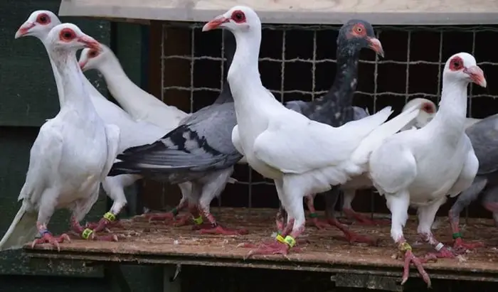 French Bagdad Pigeon