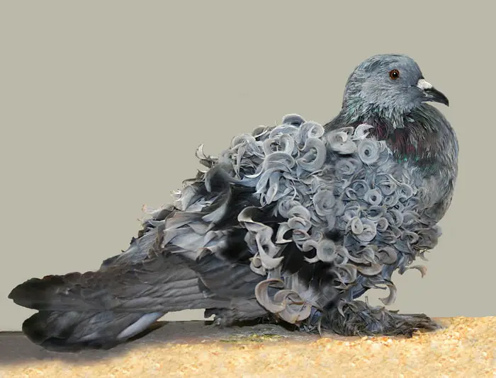 Frill Pigeon Breeds