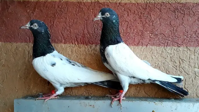 Giribaz Pigeon