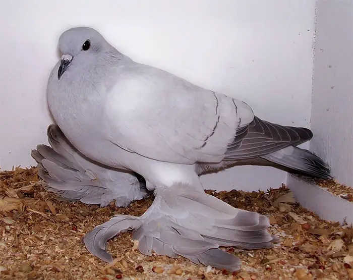 Goolee Indian Pigeon