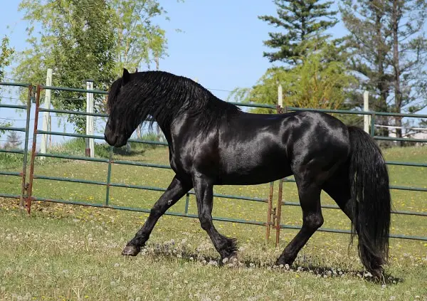 Health Issues of Canadian Horse