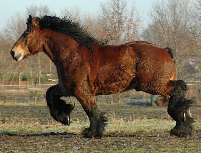 Health of Belgian Horse