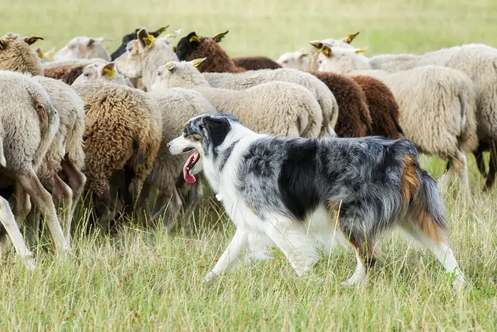 Herding Dog Breeds