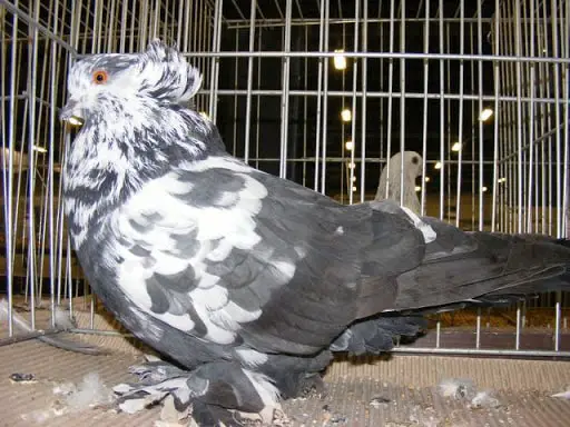 Hungarians Pigeon Breeds