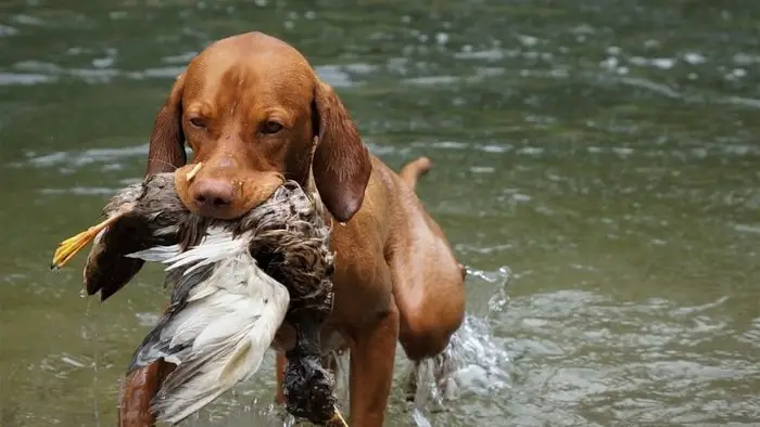 Hunting Dog Breeds