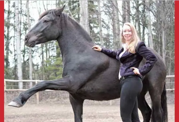 Important Information on Canadian Horse