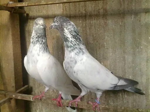 Indian Golas Pigeon