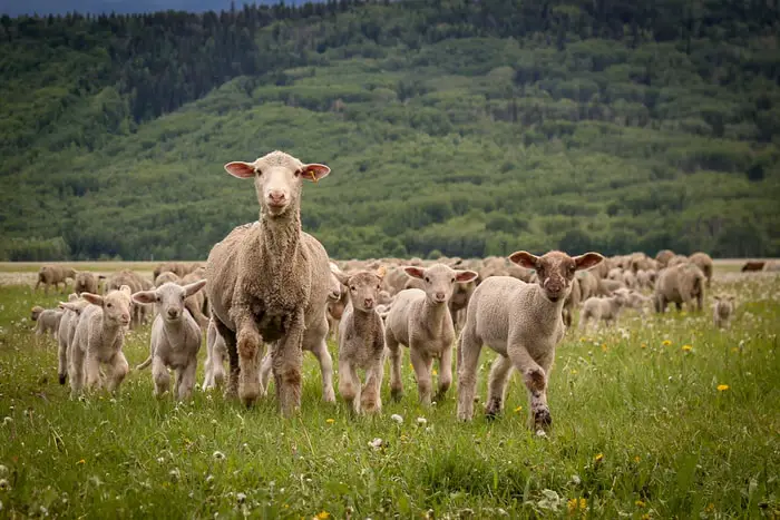 Information on Foot-rot in Sheep