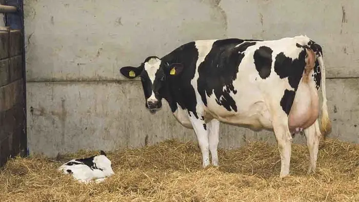 Information on Milk fever in Cattle