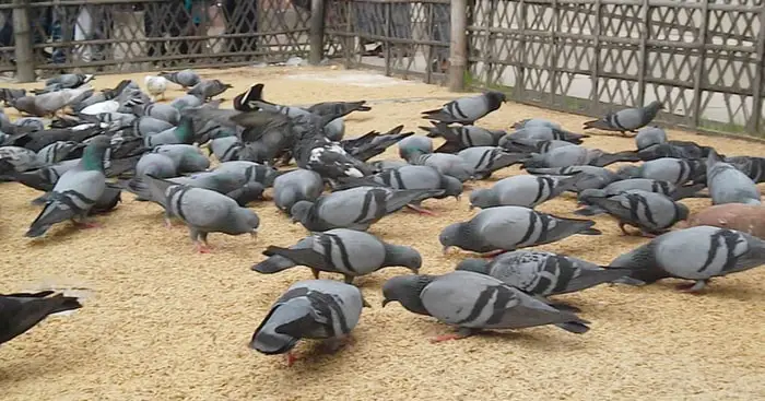 Jalali Pigeon