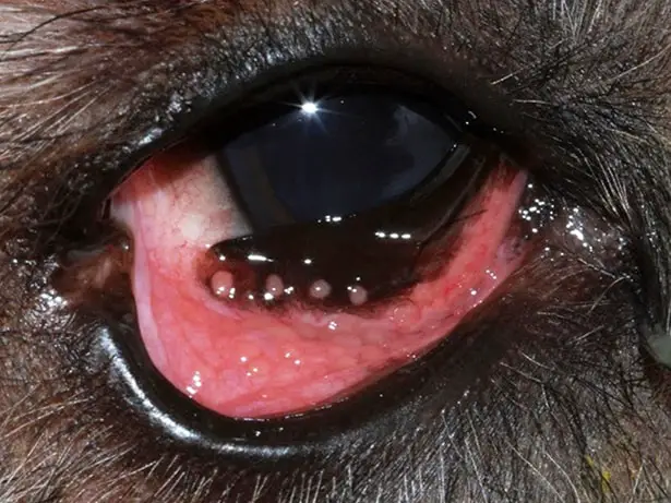 Keratoconjunctivitis in Dogs