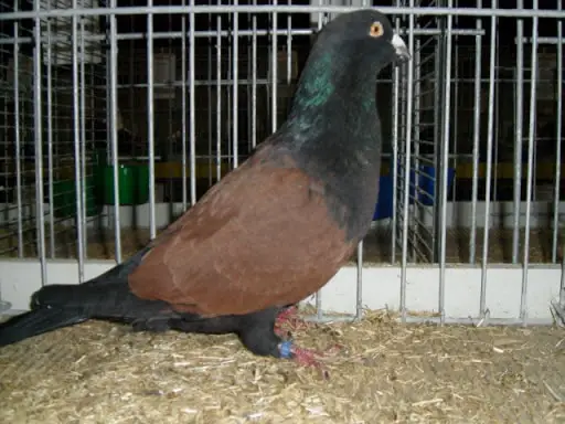 Lebanon Pigeon