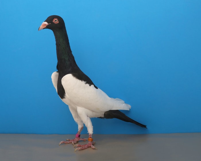 Magpie Pigeon Breeds