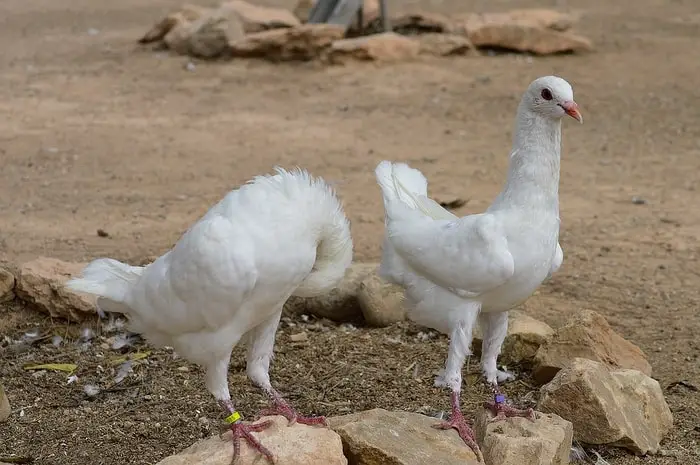 Maltese Pigeon