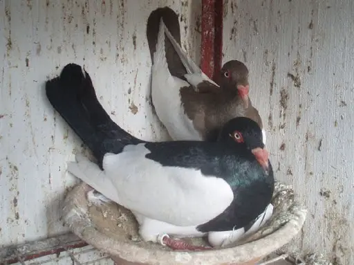 Martham Pigeon