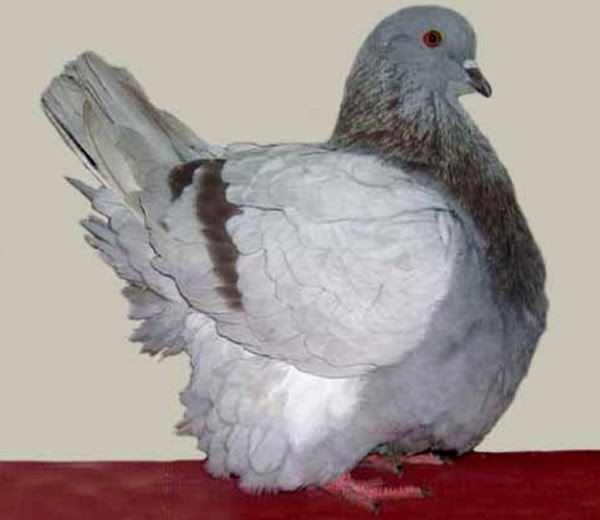 Mondain Pigeon Breeds