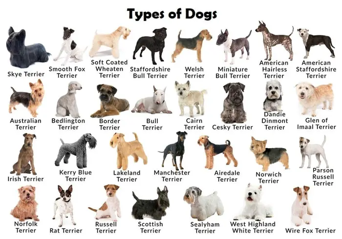 Most Common Types of Dogs