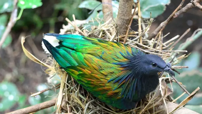 Nicobar Pigeon