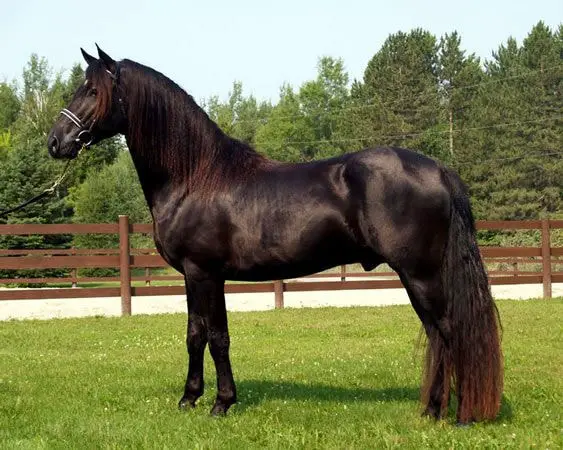 Physical Characteristics of Cheval Canadian