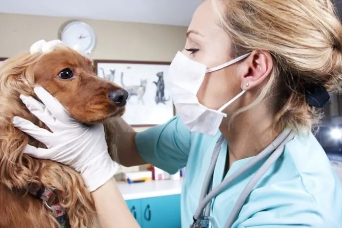 Pink Eye in Dogs
