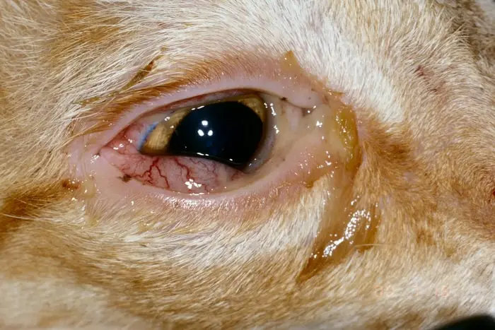 Conjunctivitis in Dogs Causes, Signs, Treatment, and