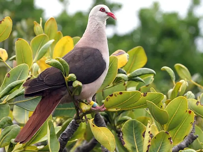 Pink Pigeon