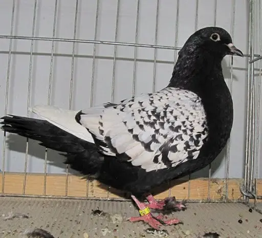 Polish Lynx Pigeon