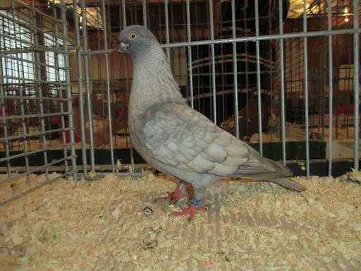 Portuguese Pigeons