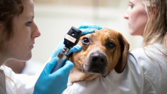 Prevention of Conjunctivitis in Dogs