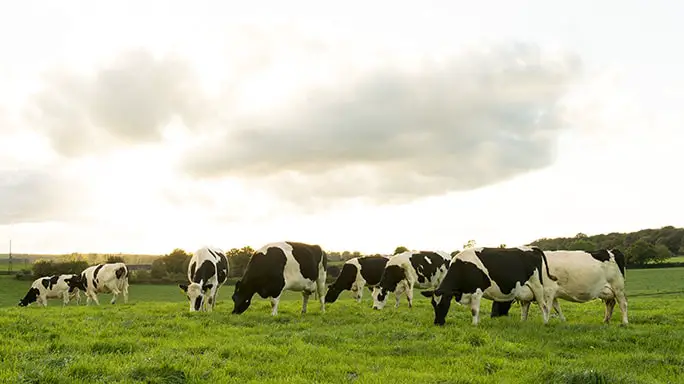 Redwater Disease in Cattle