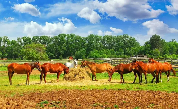 Requirement of Horse Vaccination