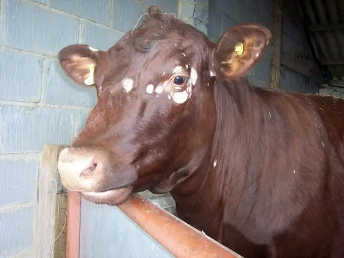Ringworm in Cattle