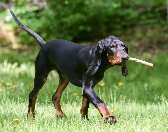 Scent Hound Dog Breeds