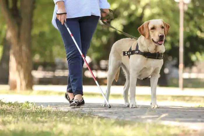 Service Dog Breeds