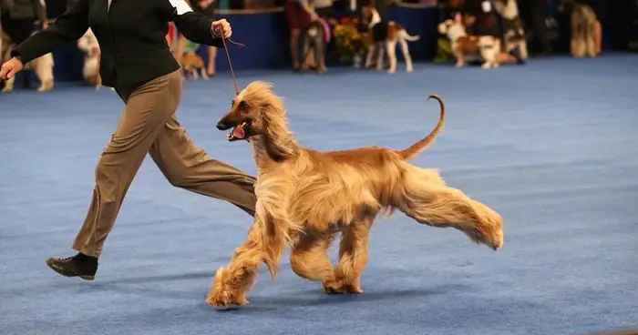 Show Dog Breeds