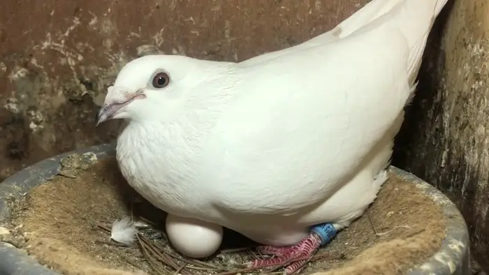 Siamese Pigeons