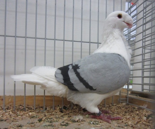 Smerle Pigeon