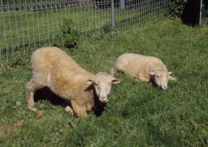 Transmission of Foot-rot in Sheep