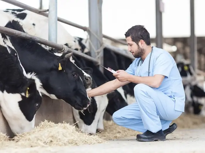 Treatment of FMD in Cattle