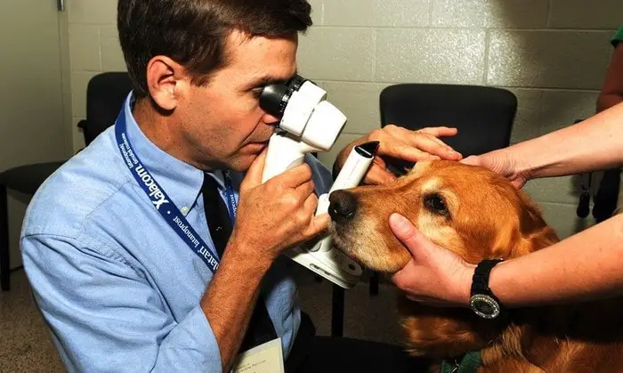 Treatment of Pink eye in dogs