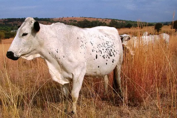 Treatment of Redwater Disease in Cattle