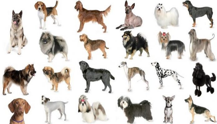 Types of Dogs