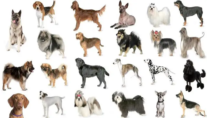 what are sporting dogs used for