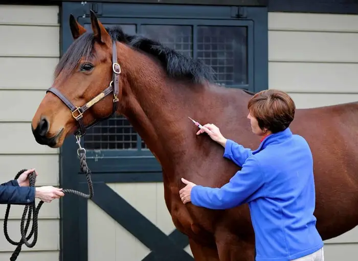 Types of Equine Vaccines