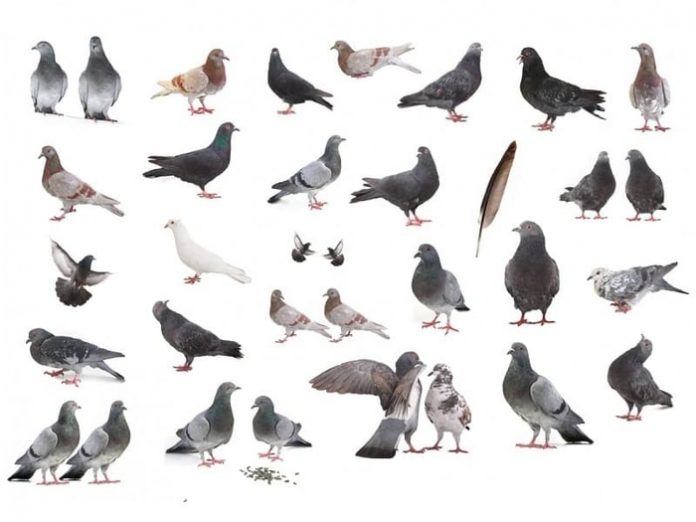 Types of Pigeons