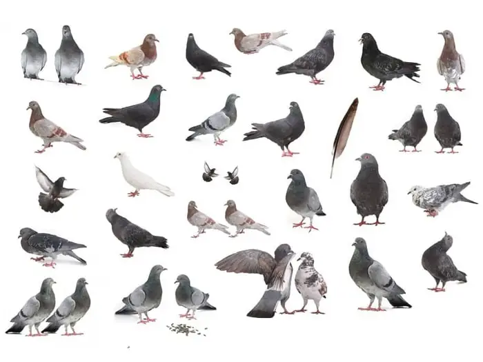 different-types-of-pigeon-breeds
