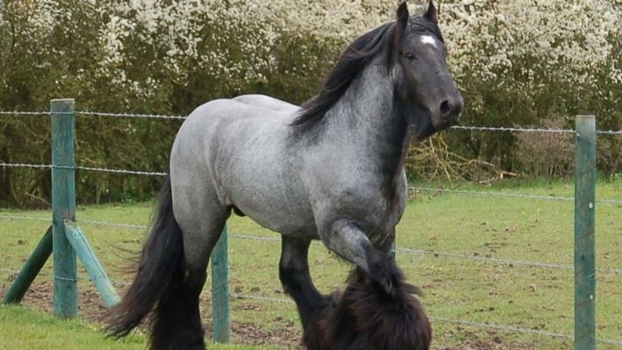 Unique Characteristics of Belgian Draft Horse