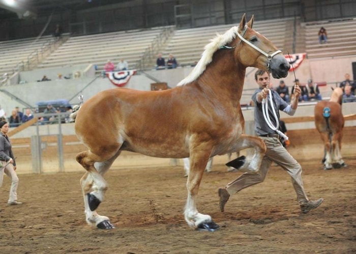 Uses of Belgian Horse