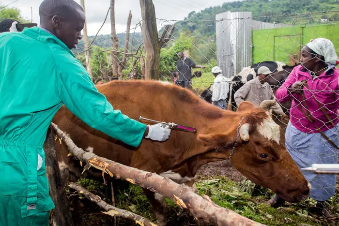 Vaccination of Foot and Mouth Disease in Cattle